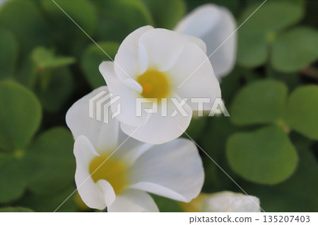 冬日花園裡盛開著白色的小木槿花 135207403