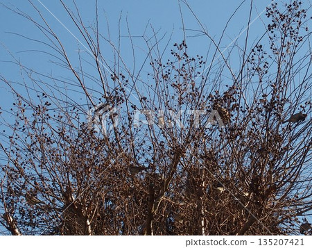 Wild bird 135207421