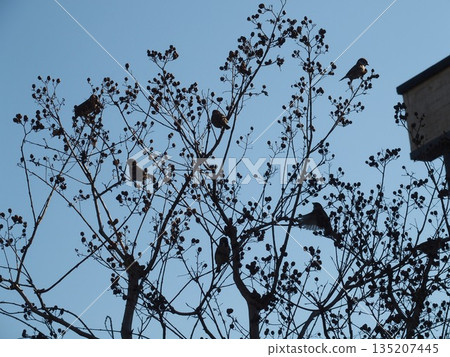 A tree that shines in the blue sky 135207445