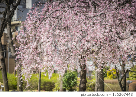 Seseragi no Sato Park, Shinjuku Ward Seseragi no Sato Park, Shinjuku Ward 135207448