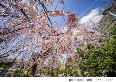 Seseragi no Sato Park, Shinjuku Ward 135207452