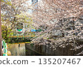 Cherry blossoms along Myoshojikawa River near Nakai Station 135207467