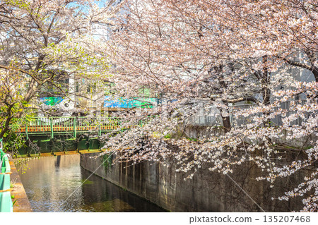 Cherry blossoms along Myoshojikawa River near Nakai Station 135207468