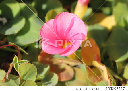 Pink hibiscus flowers blooming in a winter garden Pink hibiscus flowers blooming in a winter garden 135207517