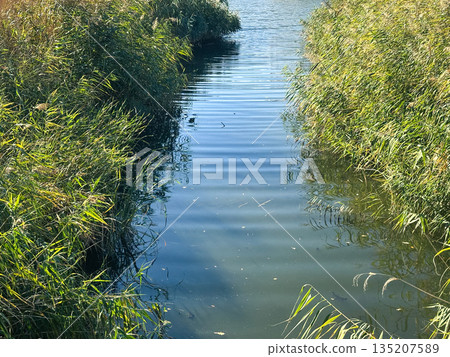A serene river surrounded by lush reeds and grass. A serene river surrounded by lush reeds and grass. 135207589