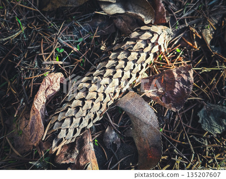 Pinecone on forest ground surrounded by leaves and needles. 135207607