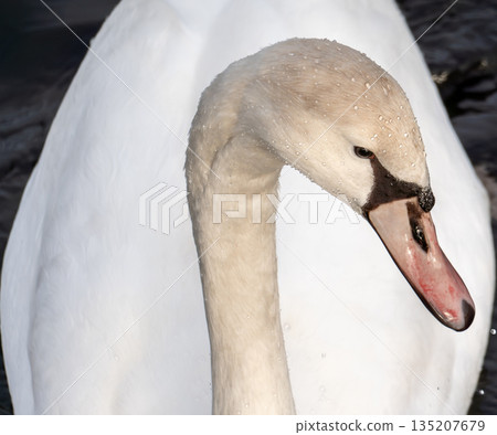 Macro shot of an adult mute swan (Cygnus olor). The frame shows the characteristic curve of the neck, white feather texture, orange beak with a black knob at the base, and the bird's eye. Captured in  135207679