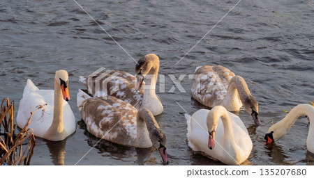 A group of mute swans (Cygnus olor), including adult white birds and grey-plumaged juveniles, on dark water. The birds are captured in a natural swimming pose. Soft daylight highlights the texture of A group of mute swans (Cygnus olor), including adult white birds and grey-plumaged juveniles, on dark water. The birds are captured in a natural swimming pose. Soft daylight highlights the texture of 135207680