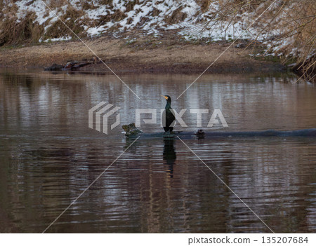 Close-up of a Grey Heron (Ardea cinerea) perched on snow-covered willow or shrub branches. The bird demonstrates perfect natural camouflage in a winter forest near water. Captured in its natural habit 135207684