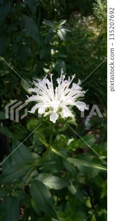 一種易於種植的草本植物，在初夏開花。 135207692