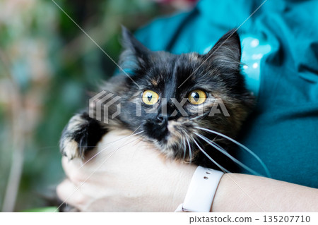 Adopt this gentle feline, Trusting cat displayed in cozy environment with attentive caregiver Adopt this gentle feline, Trusting cat displayed in cozy environment with attentive caregiver 135207710