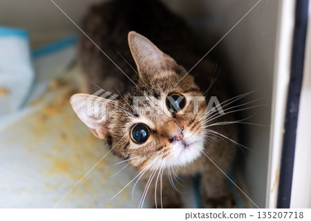 Curious shelter feline, Petting appeal of cautious tabby in confined shelter location Curious shelter feline, Petting appeal of cautious tabby in confined shelter location 135207718