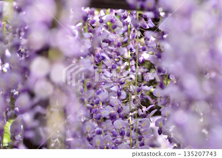 對馬天王川公園紫藤棚架下的紫藤（愛知縣對馬市） 135207743