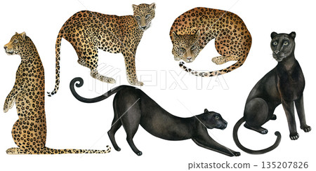 Panthers and leopards. Hand-drawn watercolor illustrations isolated on a white background. Set of watercolor designs for textiles, wallpaper, prints, and banners. Panthers and leopards. Hand-drawn watercolor illustrations isolated on a white background. Set of watercolor designs for textiles, wallpaper, prints, and banners. 135207826