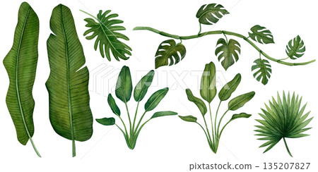 Watercolor set of isolated illustrations of tropical green leaves. Set of exotic leaves, a watercolor botanical painting. Illustrations of jungle plants, monstera, strelitzia, philodedron, and banana 135207827