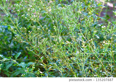 Stevia Stevia 135207887