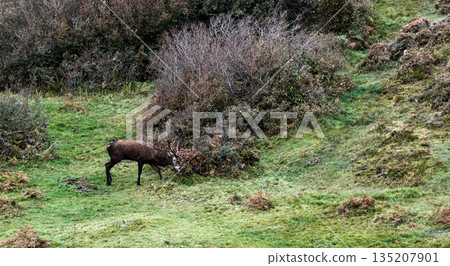Lonely red deer stag during the rut in County Donegal, Ireland 135207901