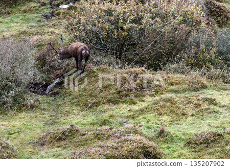 Lonely red deer stag during the rut in County Donegal, Ireland 135207902