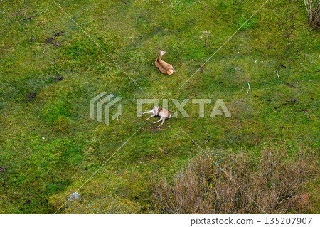 Red deer hinds resting in County Donegal, Ireland 135207907