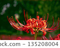 red spider lily 135208004