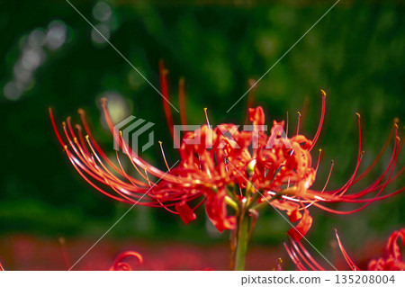 red spider lily 135208004
