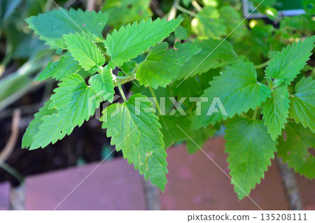 貓薄荷 貓薄荷 135208111