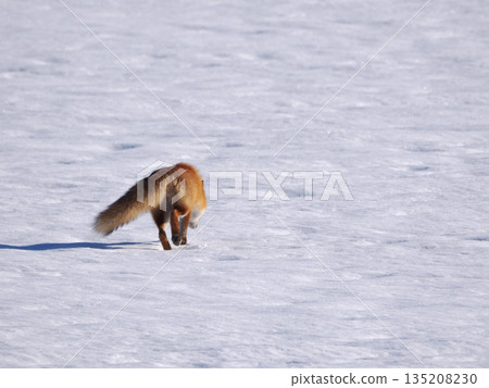 Kita fox walking on the snowy field Kita fox walking on the snowy field 135208230
