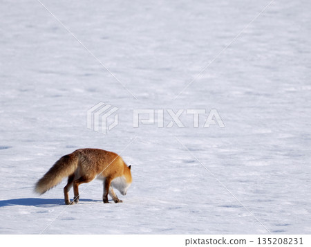 Kita fox walking on the snowy field Kita fox walking on the snowy field 135208231