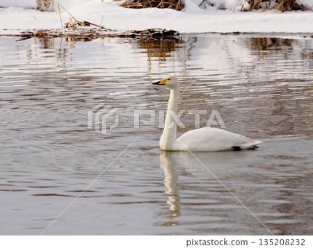 沼澤中漂浮著一隻大天鵝 135208232