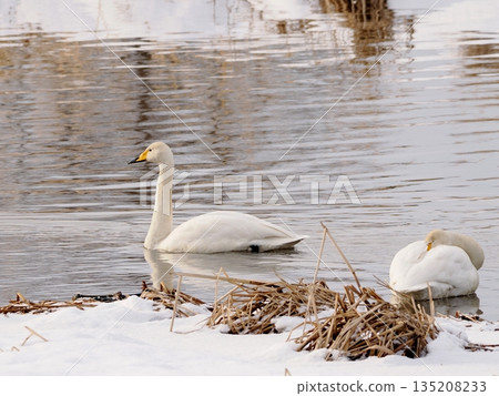 沼澤中漂浮著一隻大天鵝 135208233