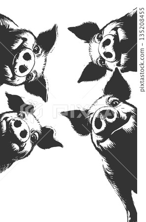 Curious Pigs Looking Down engraving sketch vector 135208455