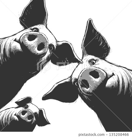 Curious Pigs Looking Down engraving sketch vector 135208466