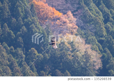 Adult Mountain Hawk-Eagle soaring against the backdrop of autumn leaves in late autumn 01 135208539