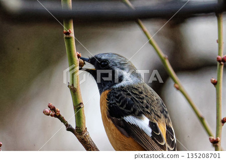 Daurian Redstart pecking at plum buds | Early spring wild birds at Osaka Castle Park 135208701