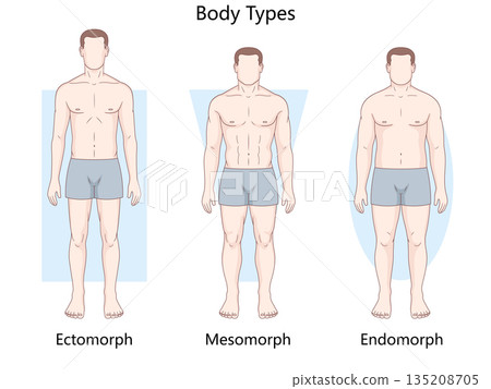 Male body types ectomorph mesomorph endomorph 135208705