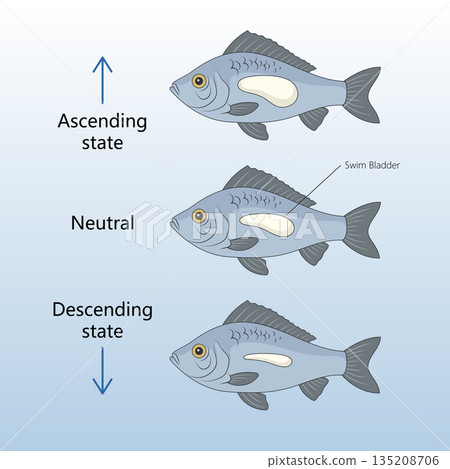 Fish buoyancy control via swim bladder states Fish buoyancy control via swim bladder states 135208706