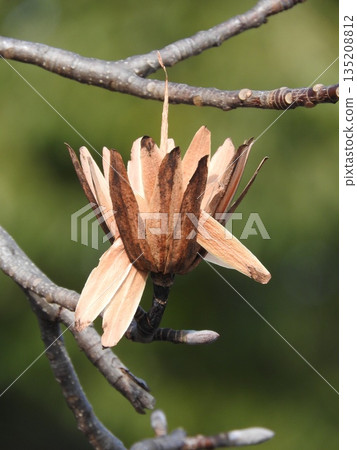 鵝掌楸(Liriodendron tulipifera)果實:種子脫落期 鵝掌楸(Liriodendron tulipifera)果實:種子脫落期 135208812