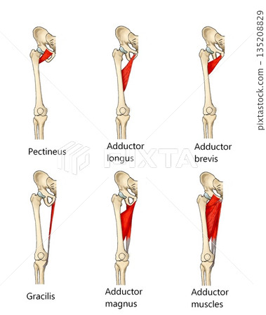 Hip adductor muscles (English name) 135208829