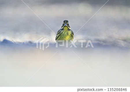 Aoji野鳥 135208846