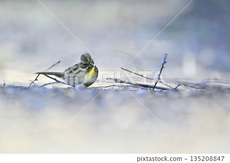 Aoji野鳥 135208847