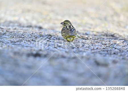 Aoji野鳥 Aoji野鳥 135208848
