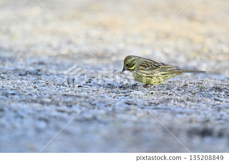Aoji wild bird 135208849