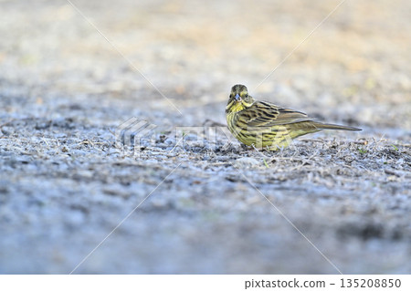 Aoji野鳥 135208850