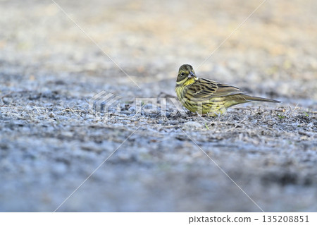 Aoji野鳥 135208851