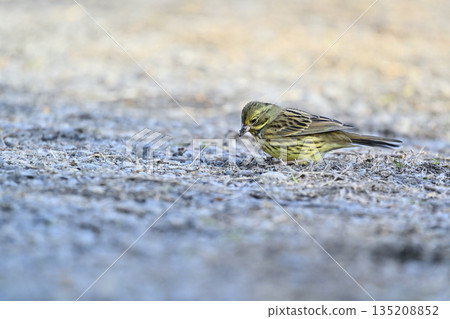 野生鳥類覓食：日本鹀 135208852