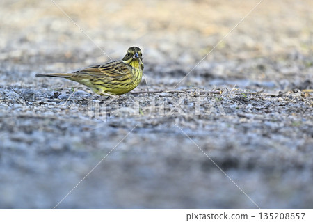 Aoji野鳥 Aoji野鳥 135208857