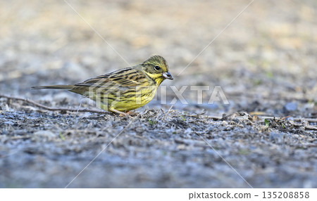 一隻正在尋找食物的野生鳥類:日本叢林鹀 一隻正在尋找食物的野生鳥類:日本叢林鹀 135208858