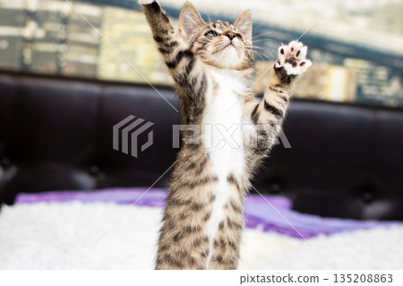 Playful feline leap, Lively young cat leaps onto bed amidst sunlight and cozy surroundings 135208863