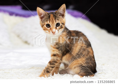 Cheerful calico feline resting attentively on fluffy blanket under bright studio lighting 135208865