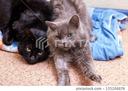 Cats bond peacefully, Two cats in quiet companionship find mutual warmth during recovery period Cats bond peacefully, Two cats in quiet companionship find mutual warmth during recovery period 135208876